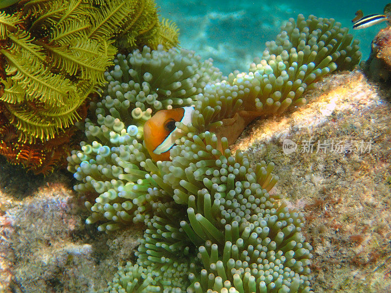 海葵中的橙色小丑鱼(Amphiprion percula)